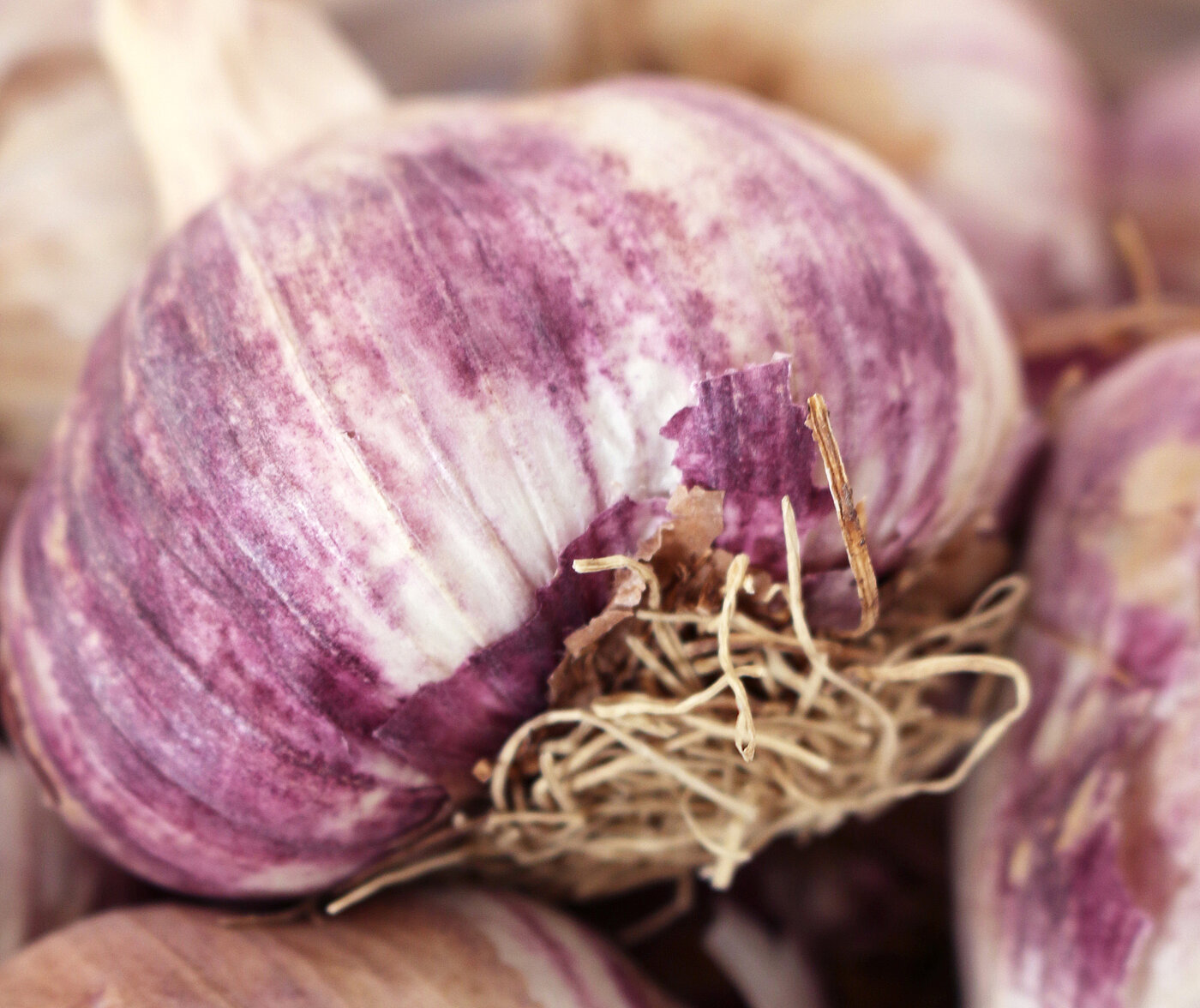Knoblauch selbst anpflanzen