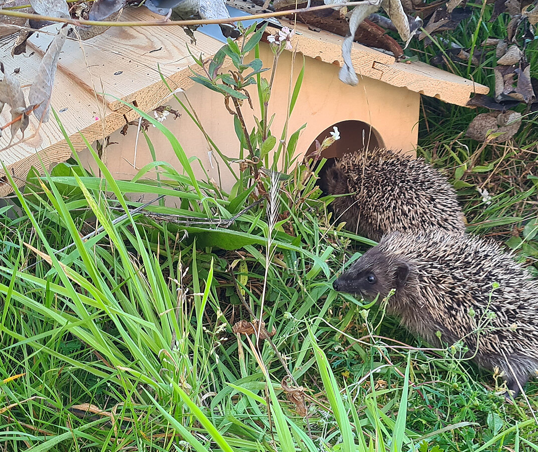 Winternest für Igel