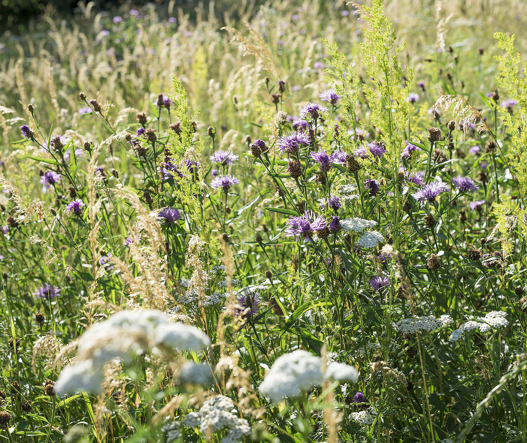 Insektenfreundliche Blumenwiese säen