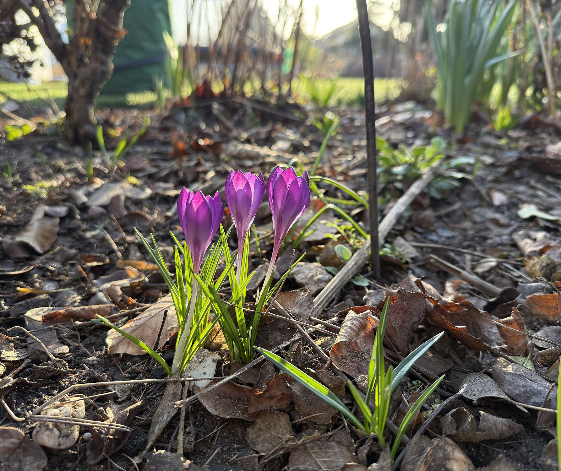 Sieben Tipps für einen perfekten Start ins Gartenjahr
