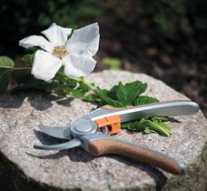 Blühende Pracht im Garten