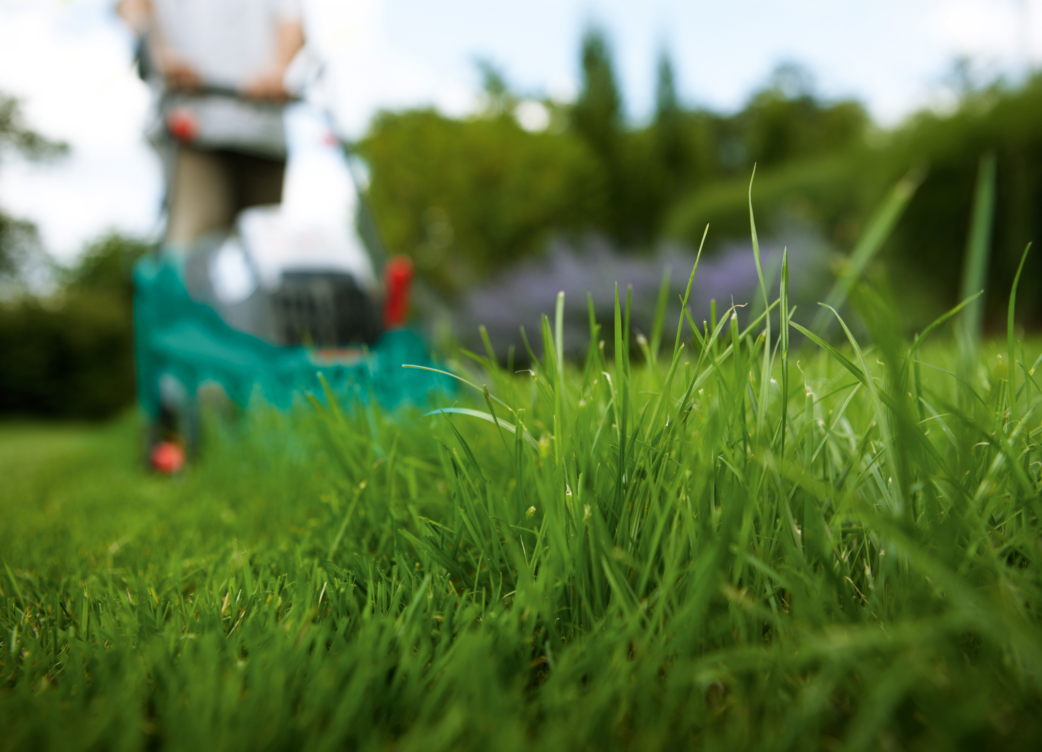 Frisches Grün trotz Sommerhitze