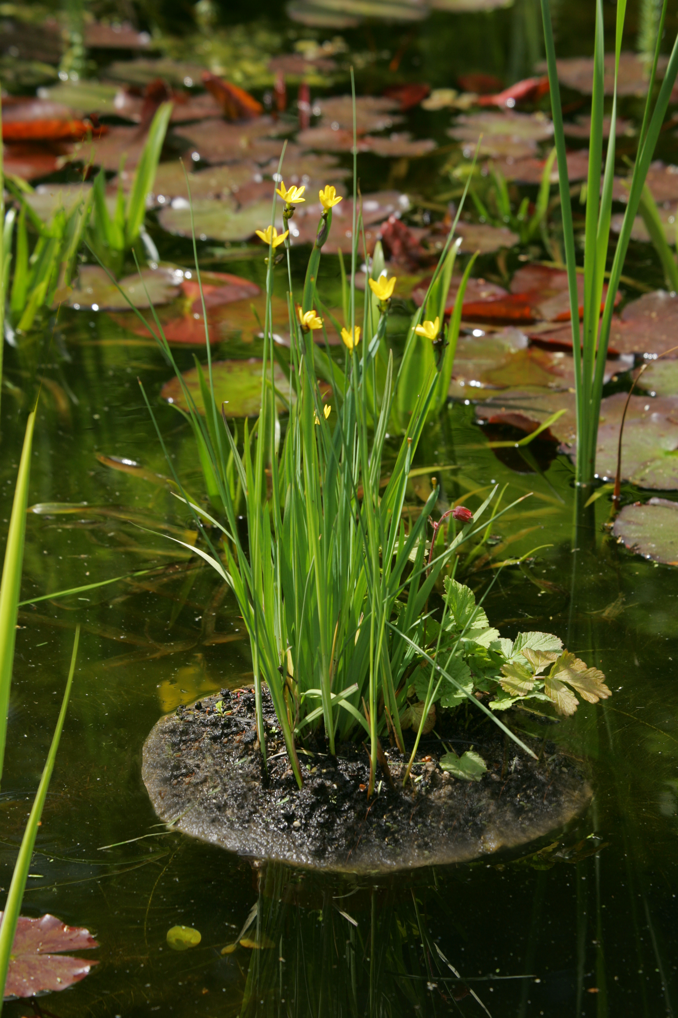 Schwimmende Pflanzeninseln
