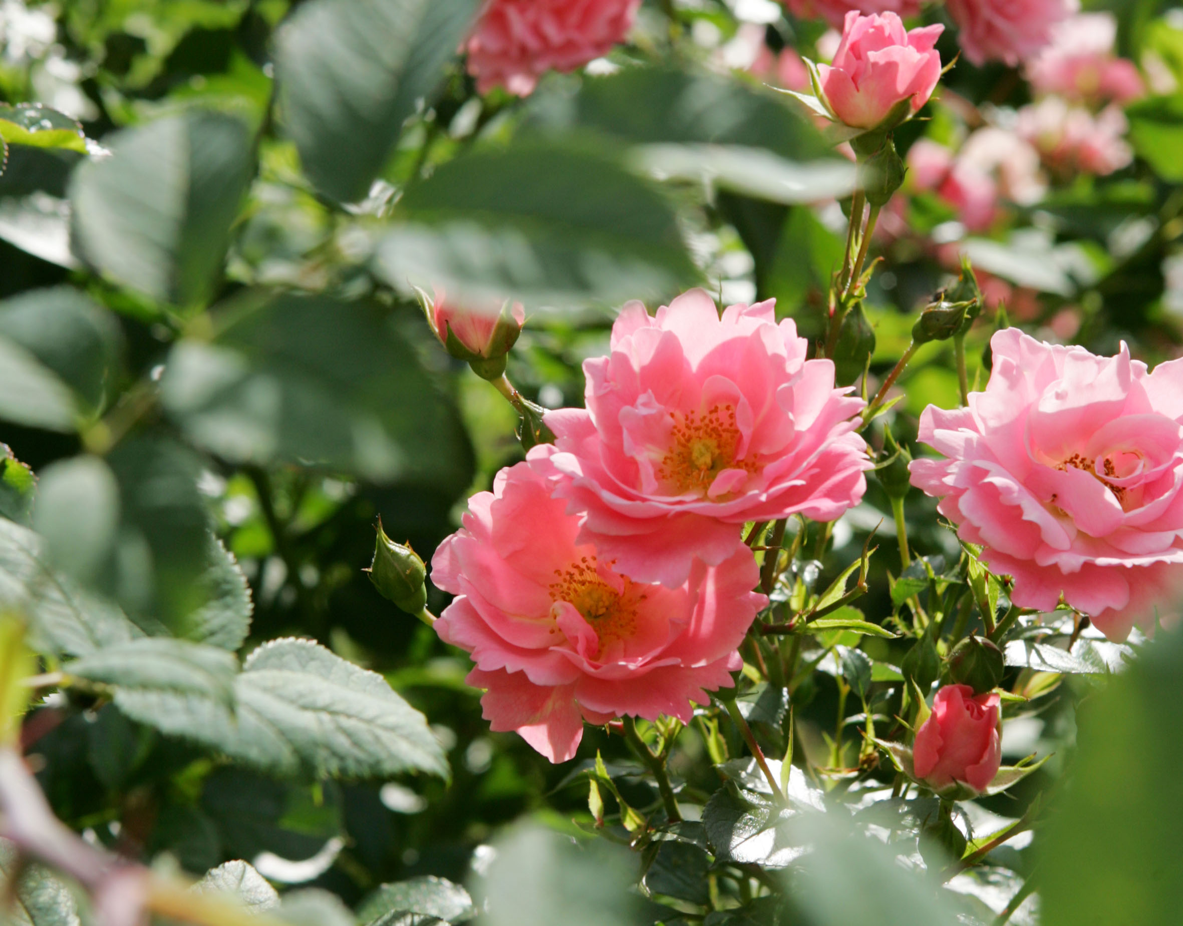 Rosen aus dem Topf pflanzen