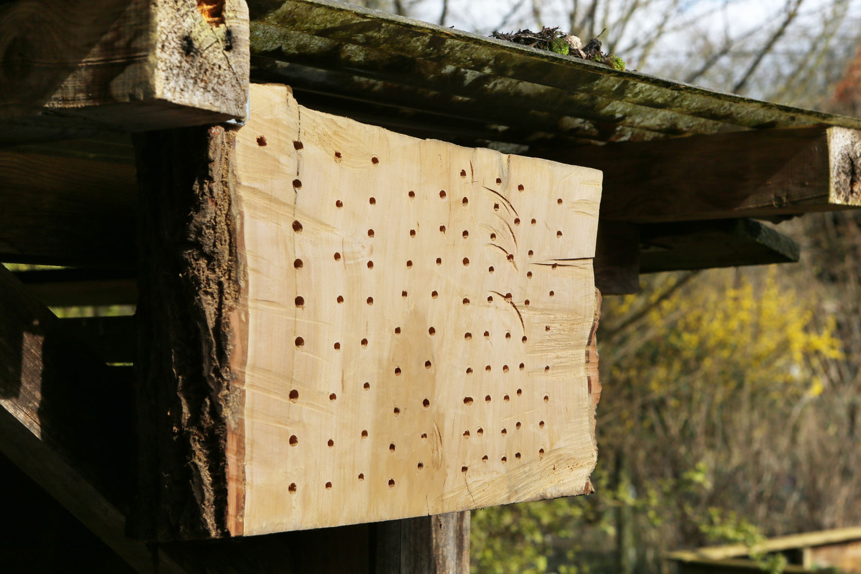Sozialer Wohnungsbau für Wildbienen